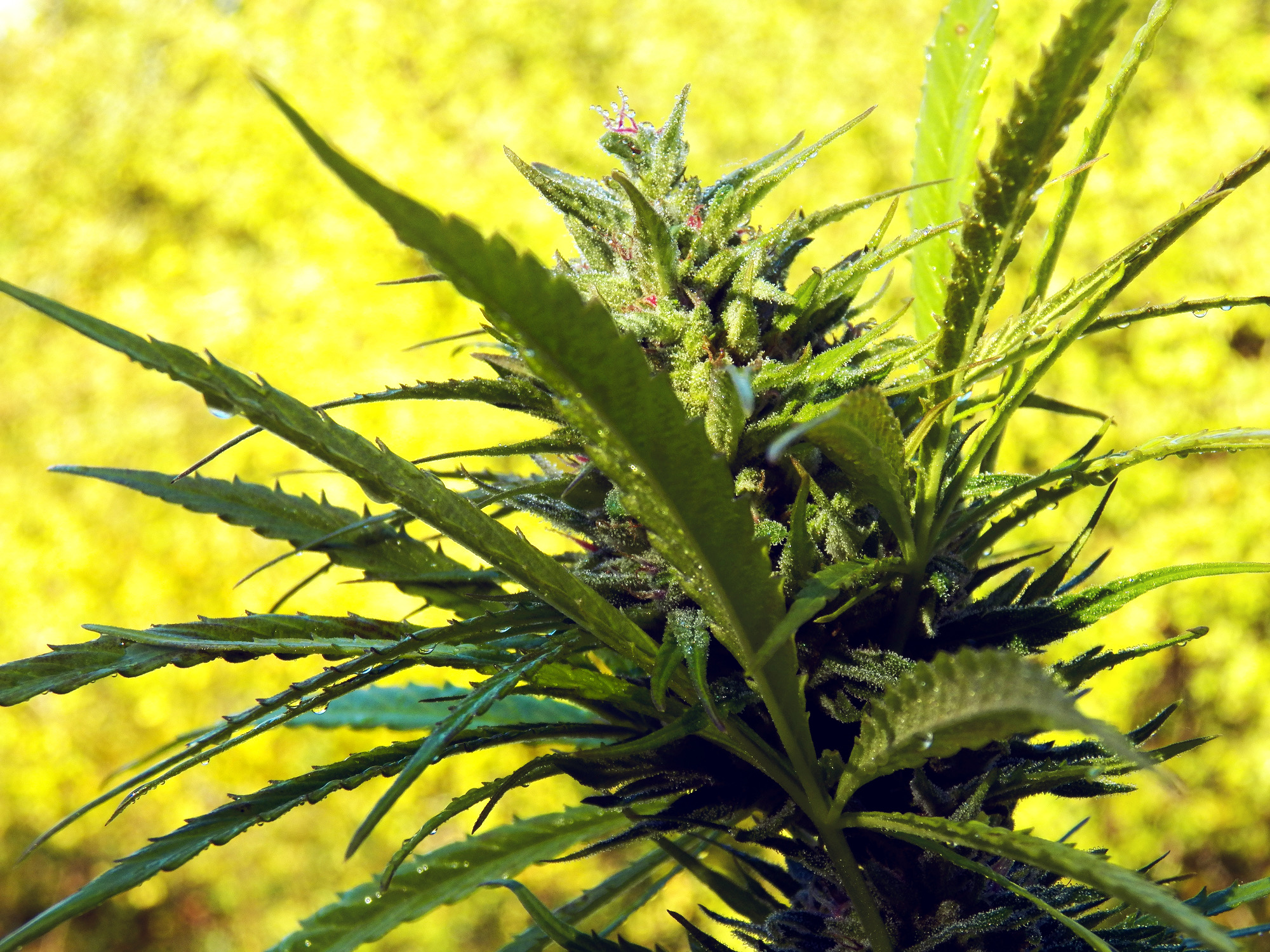 greenwave cannabis curativa